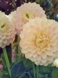 20090706144049.jpg