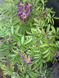 20090805124233.jpg
