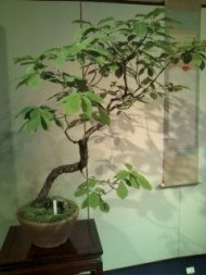 20090805125014.jpg