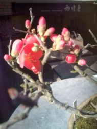 20100106105910.jpg